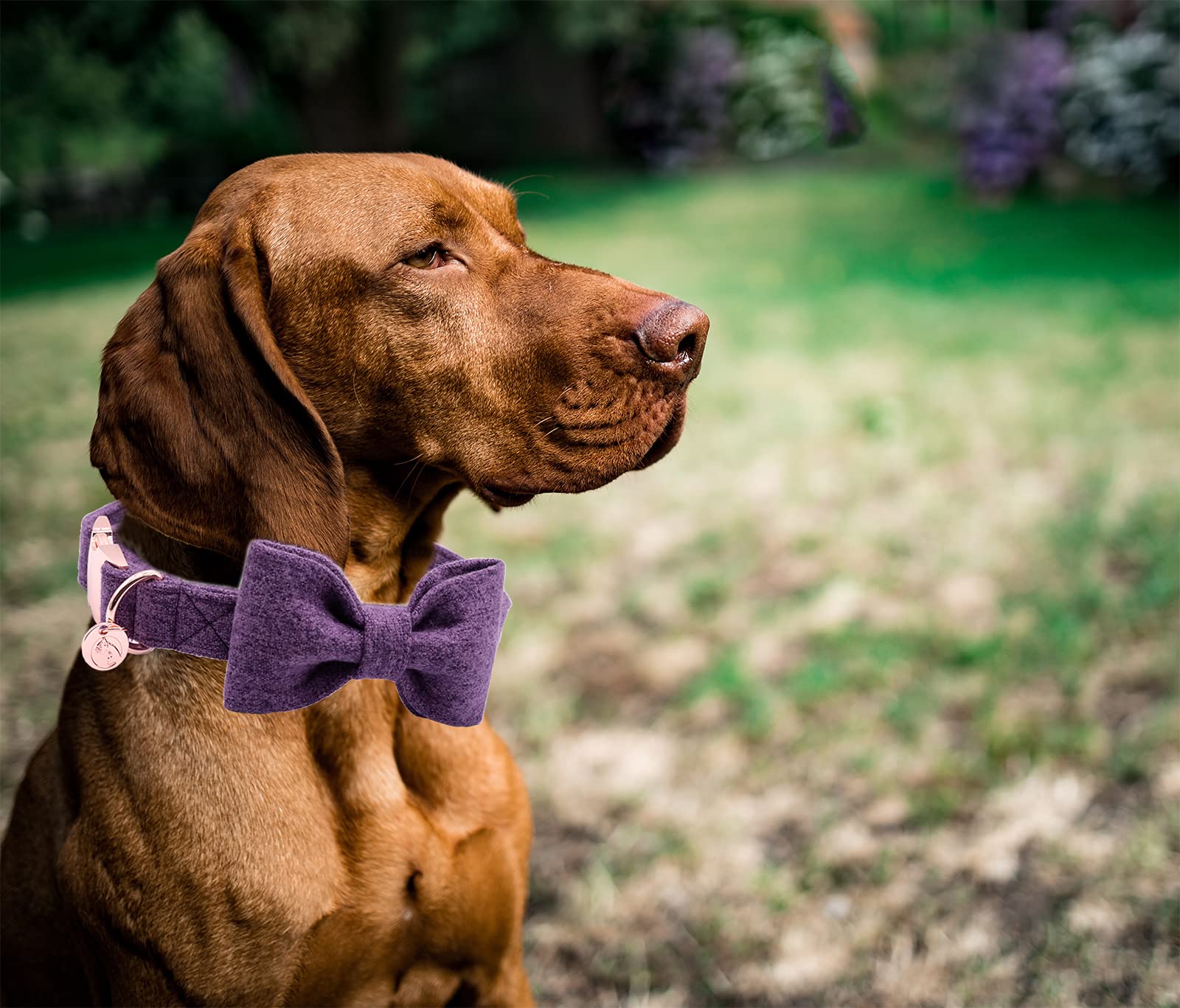 JAY D.L Hundehalsband Mit Fliege – Samt-Halsband Verstellbar Für Kleine Bis Große Hunde