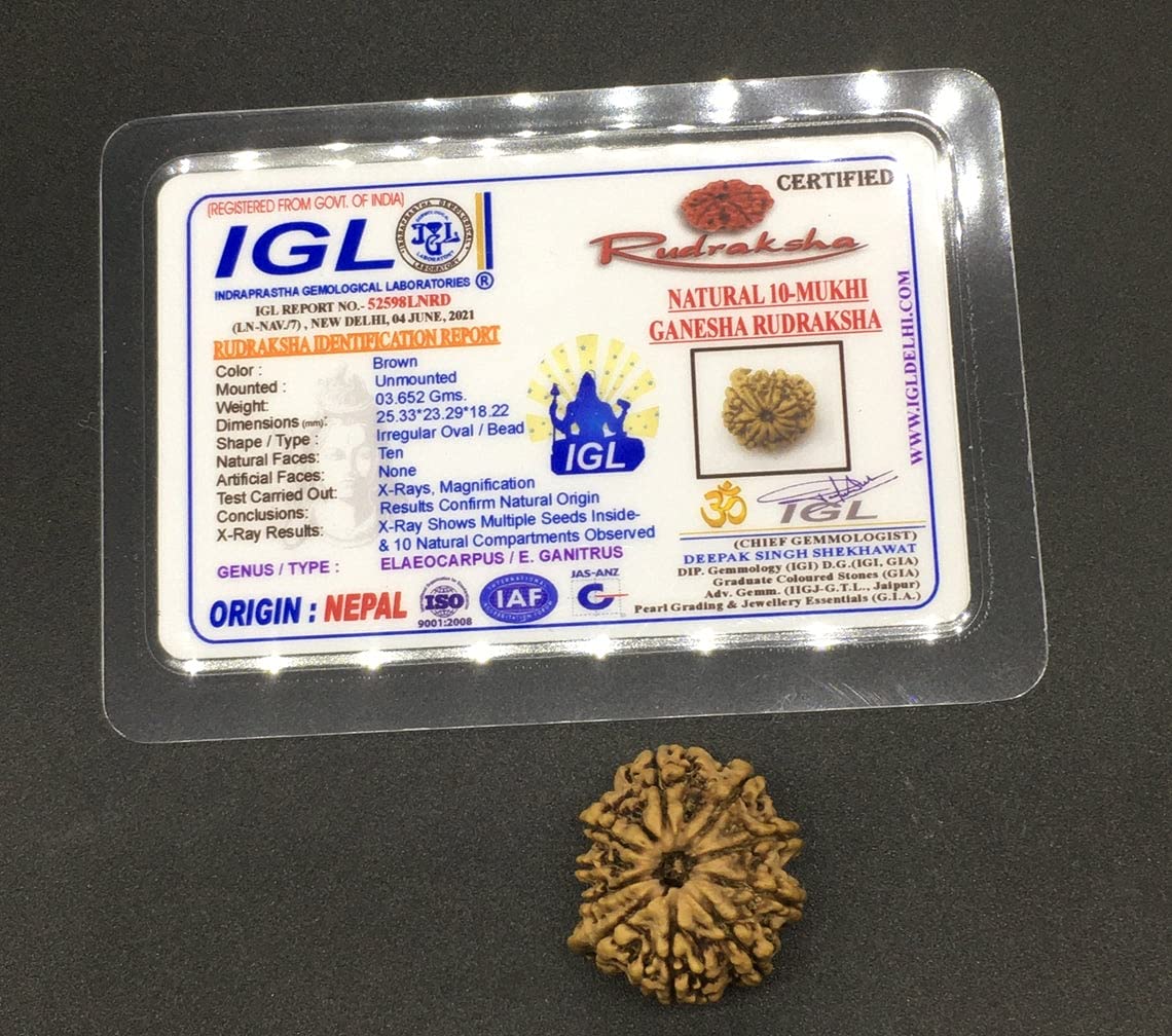 Rudraksha 10 Mukhi Ganesh semilla natural nepalí para concentración en meditación