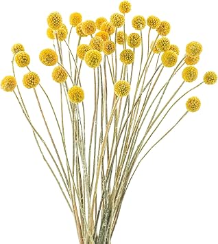 Uieke 40Pcs Natural Dried Flowers Dried Craspedia Billy Balls Flowers, Dried Billy Buttons 16" Yellow Flowers Arrangements for Farmhouse Wedding Home Party DIY Decor