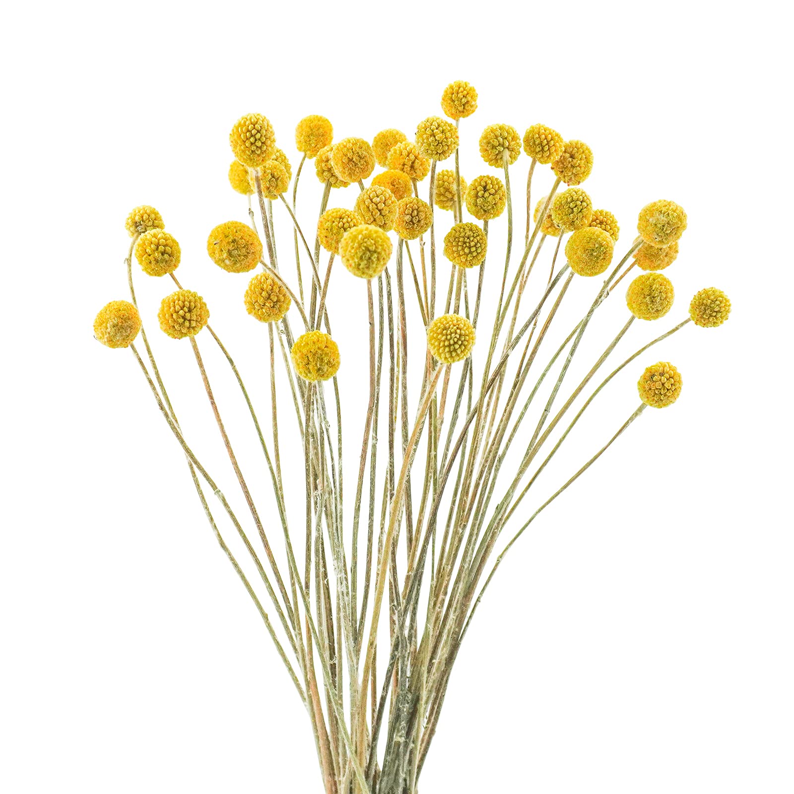 Uieke 40Pcs Natural Dried Flowers Dried Craspedia Billy Balls Flowers, Dried Billy Buttons 16" Yellow Flowers Arrangements for Farmhouse Wedding Home
