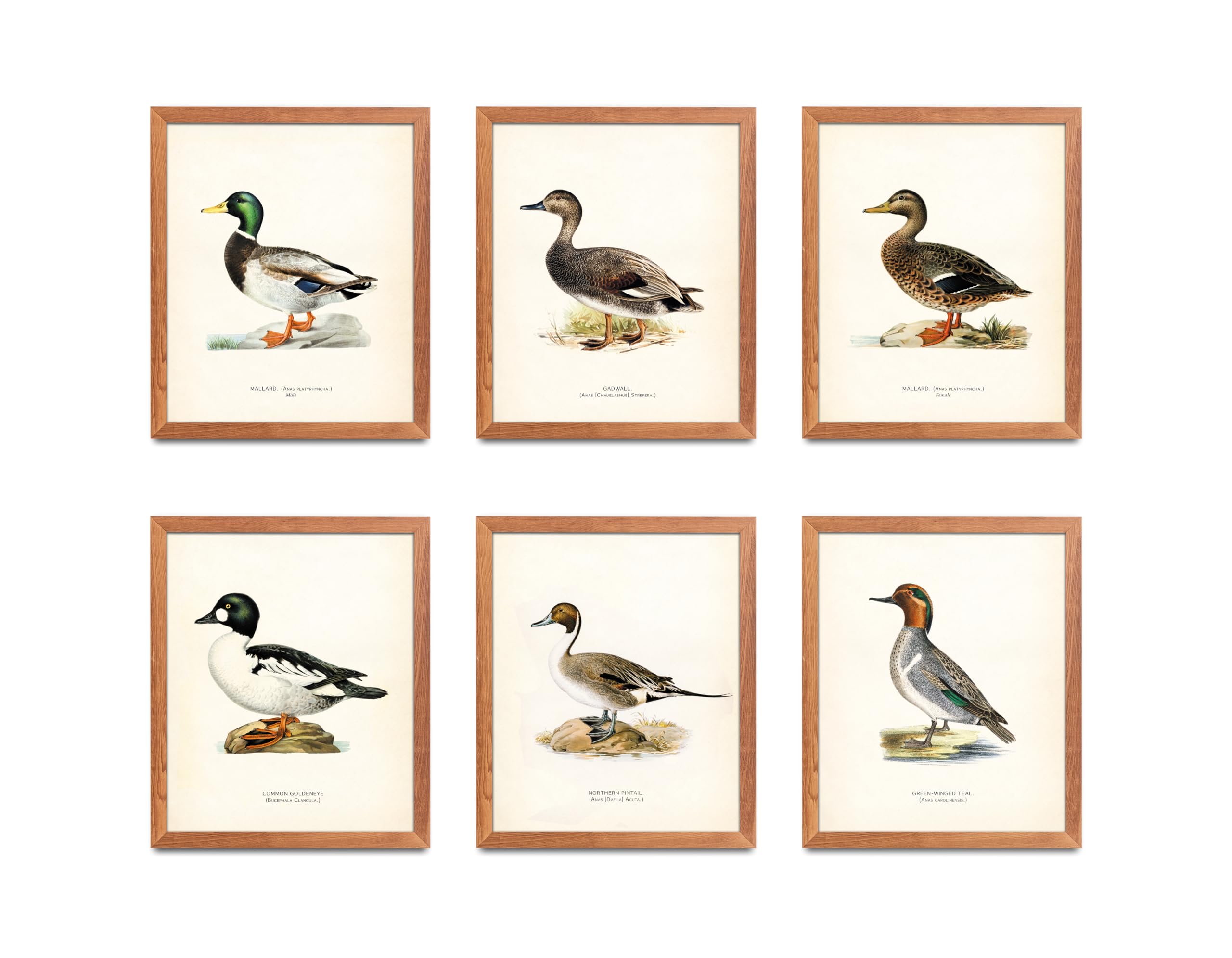 ATOZSTUDIOVintage Duck Wall Art Prints - Set of 6 Posters // Man Cave Antique Animal Decor // Gift for Men for Hunter // Lake House or Hunting Camp Wall Decor (8x10) 6_2_st6