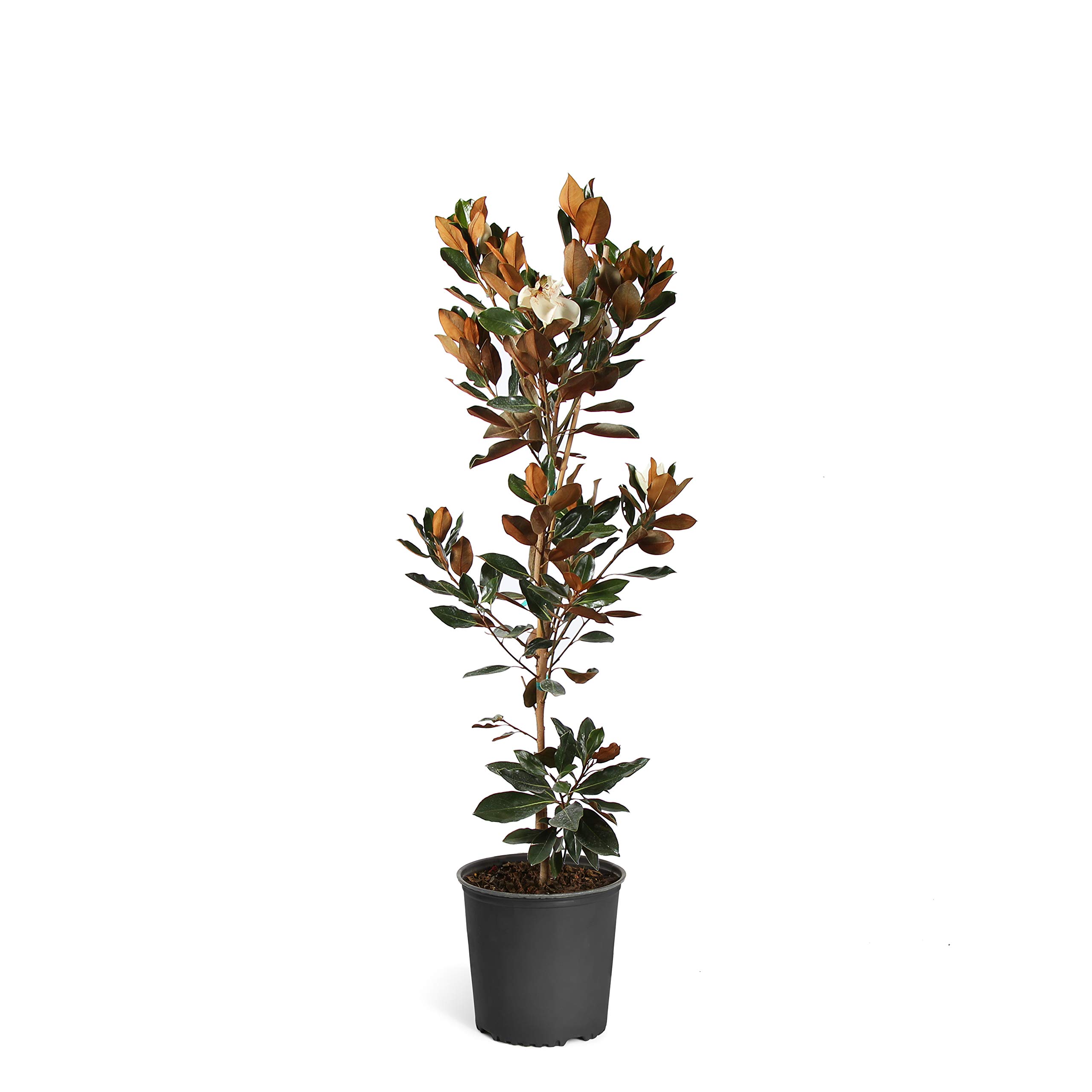 Brighter Blooms Little Gem Magnolia Tree (3-4 ft)