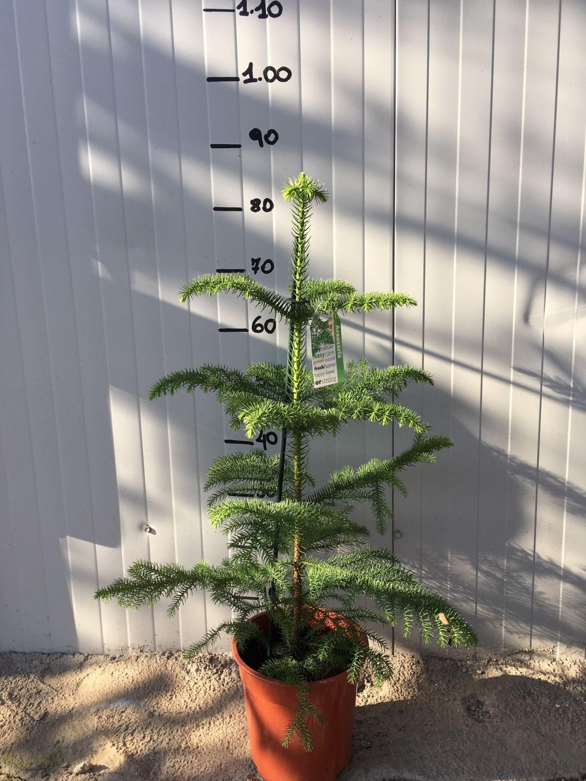 Araucaria heterophylla Pino di Norfolk - Conifera sempreverde a chioma conica, Rami a piani orizzontali, In vaso fino a 2 m, Ama luoghi umidi e mezz’ombra