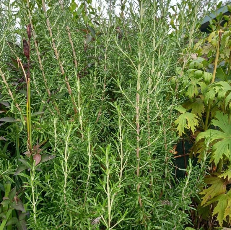 Paquete de 3 plantas de iniciación de romero ARP, plantas de hierbas de romero rectas, plantas de hierbas fragantes de 3 a 6 pulgadas de alto,
