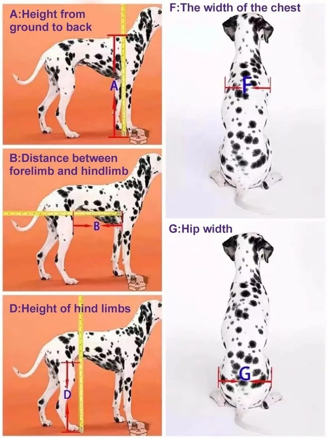 Silla de Ruedas para Perro Trasera 2 Ruedas, Carrito de Paseo para Perros discapacitados, Soporte para Patas traseras débiles o paralizadas, Ayuda de Movilidad, A, S
