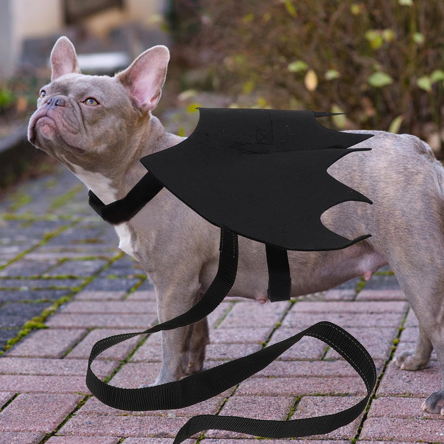 2 Pcs Halloween Bat Wing Pet Leash and Chest Strap Harness for Puppy and Cat, Black Felt Material, for Parties and Mardi Gras