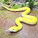 SIENON Realistic Fake Snakes Toy Soft Rubber Snake Figure Garden Snake Scare Birds and Squirrels, Python Action Model Snake Toy Figurines Stress Relief Toys Halloween Prank Props (Python)