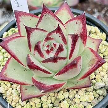 多肉植物 エボニー 韓国苗 71N3bBzWoAL._UF350,350_QL50_.jpg