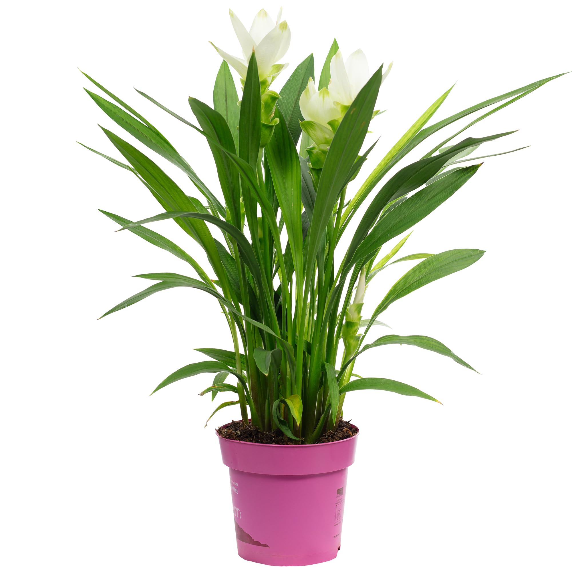 Kurkuma weiß - echte Zimmerpflanze, Curcuma alismatifolia - Höhe ca. 50 cm, Topf-Ø 14 cm