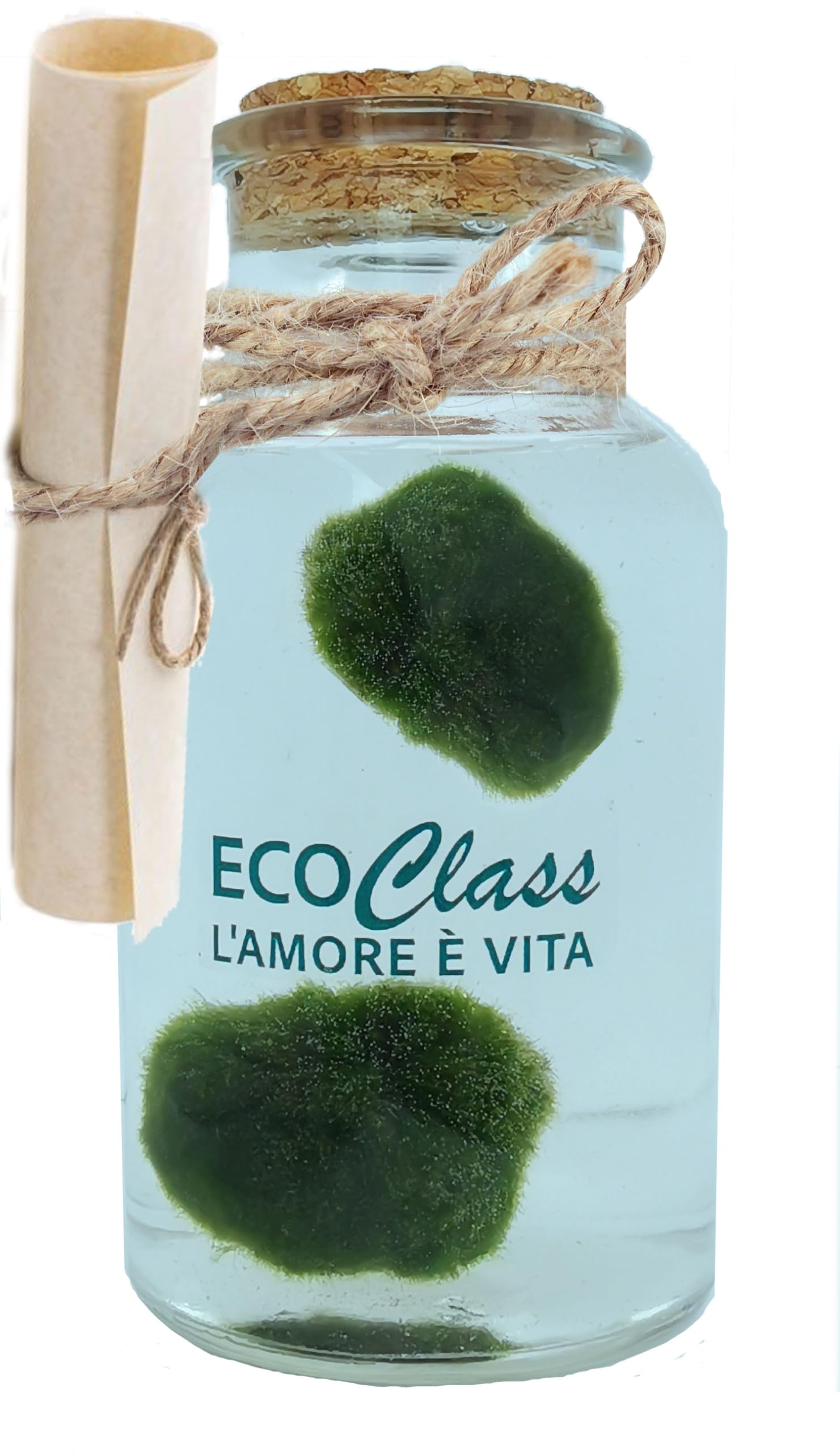 Coppia di Marimo selezionati e puliti in bottiglia di vetro da 500 ml con istruzioni di mantenimento e cenni storici