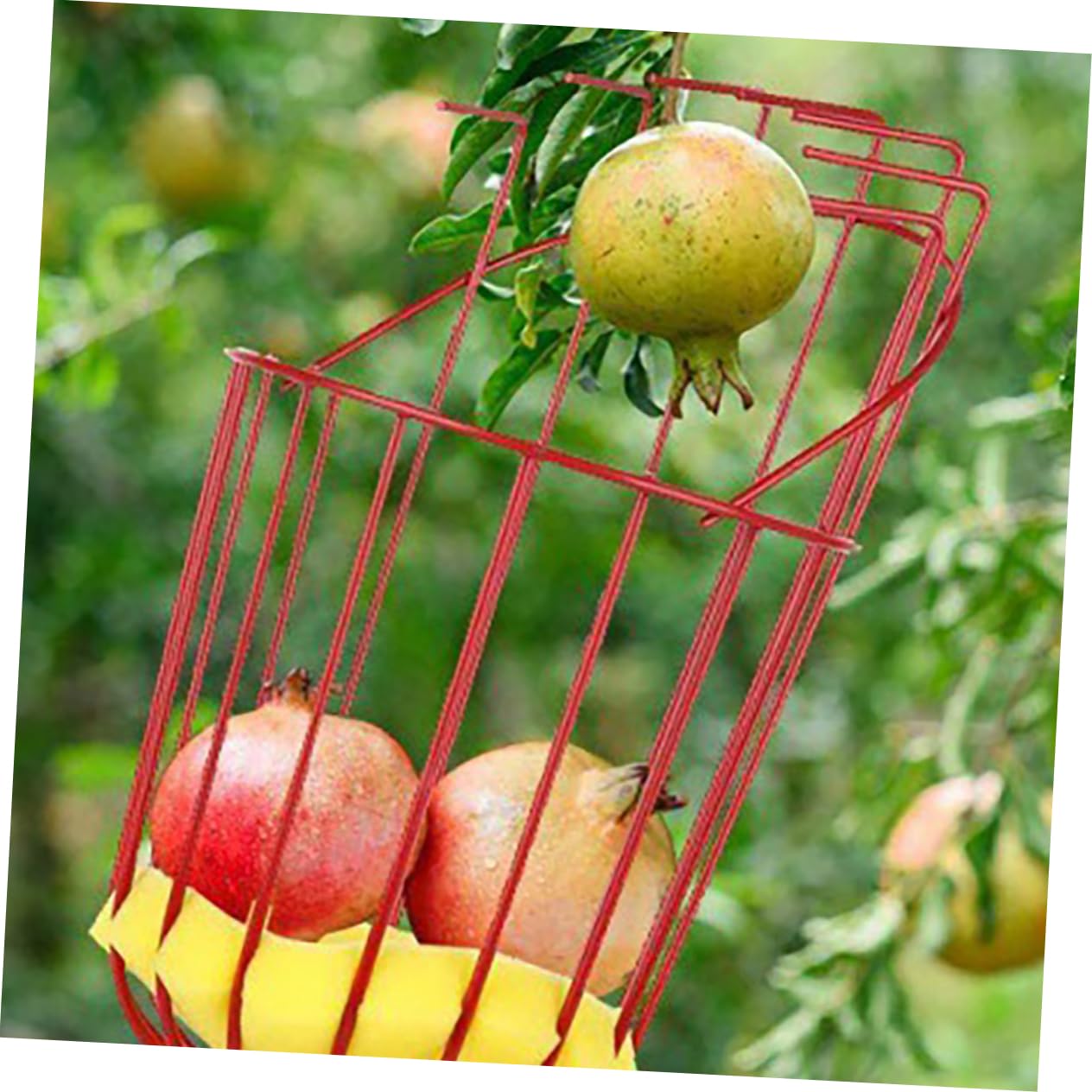 HANABASS Raccoglitrice di Frutta in Acciaio Inox Cestino Raccoglitrice senza Manico Attrezzo Agricolo per Raccolta Frutta da Albero Adatto Mele Pere Pesche Kiwi Limoni Arance