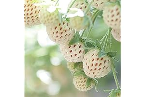 Carolina Pineberry - White Strawberries With Pineapple and Strawberry Flavor