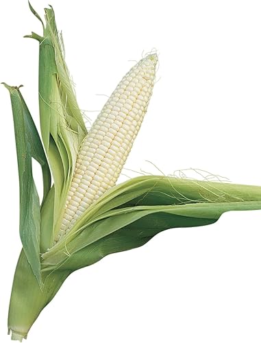 Burpee Silver Queen Sweet Corn Seeds 200 semillas 50 Semillas, plateado 200