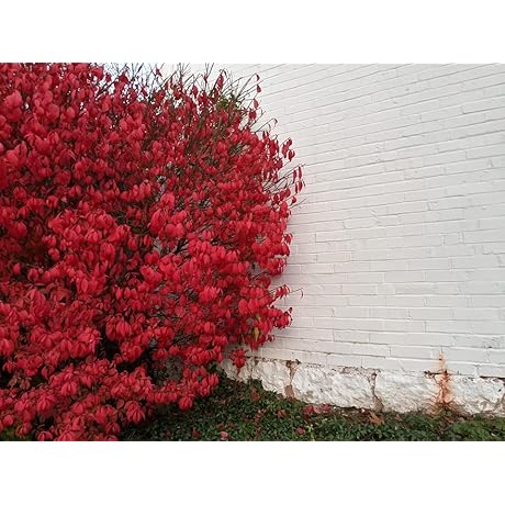 Live Dwarf Burning Bush Shrubs by Greenwood Nursery - [2X 3.5" Container Plants]
