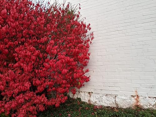 Greenwood Nursery/Live Shrub Plants - Dwarf Burning Bush + Euonymus Alatus - [Qty: 1x 3.5" Pot] - (Click for More Options/Quantities)