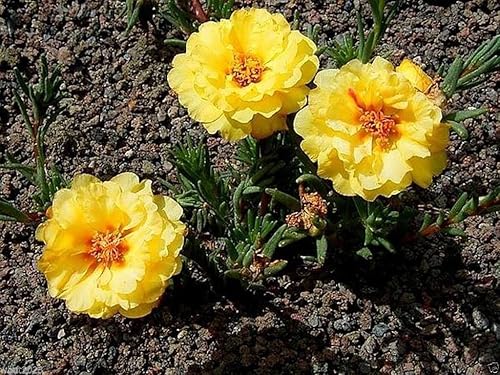 Miniatura 2 de PORTULACA Moss rose Doble amarillo ~ 200 semillas ideales en contenedor, fácil de cultivar