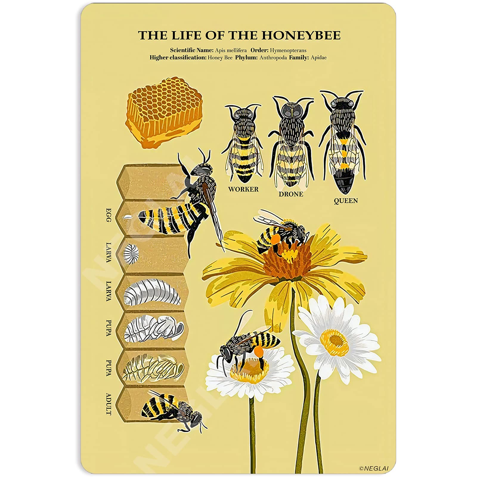 peiyeety The Life of The Honey Bee Knowledge Metal Signs Poster, Vintage Decorations Wall Art Decor 8x12 Inches
