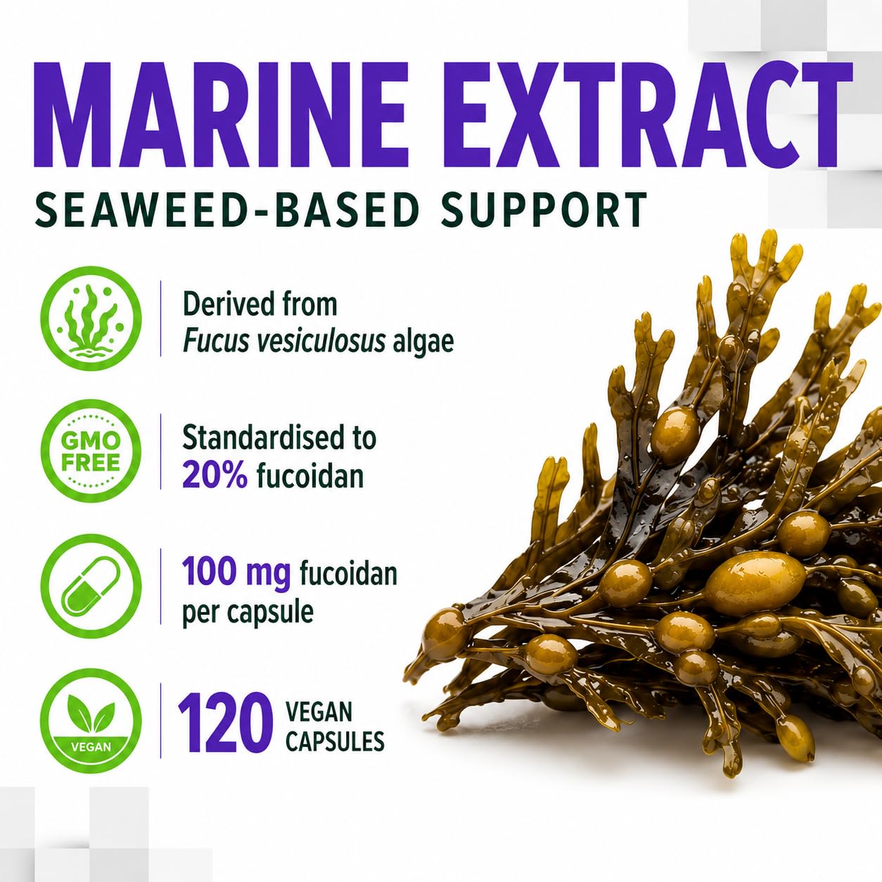 Hepatica Fucoidan 100 mg | 10.000 mg Äquivalent | 500 mg 20:1 Blasentang (Fucus vesiculosus) Extrakt | 120 vegane Kapseln | GMP & Laborgeprüft