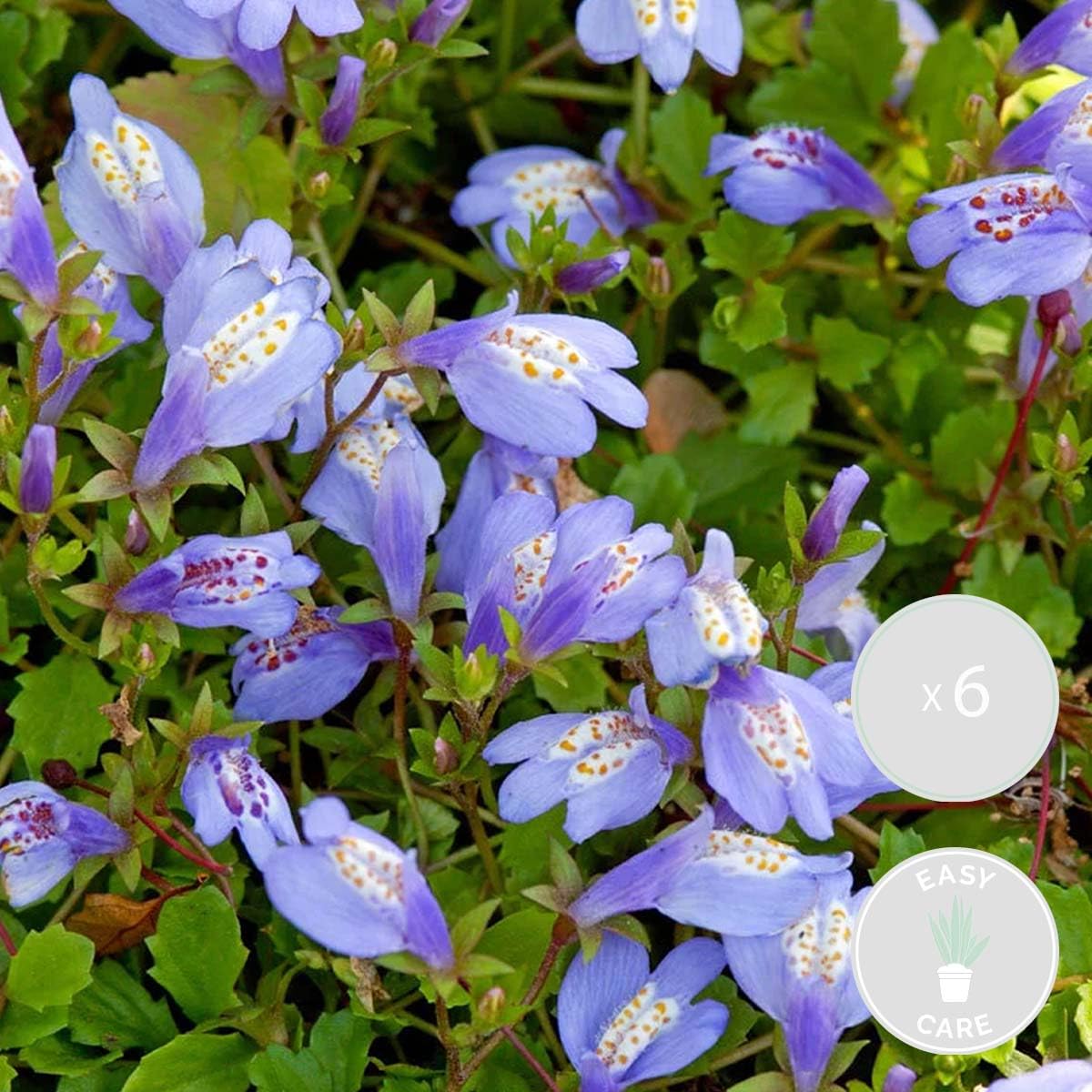 Bloomique - Set di 6 - Mazus Reptans - Mazus Strisciante - Pianta Acquatica - Pianta da Stagno - Resistente al Freddo - Alte 10-20 cm - Vaso 9 cm