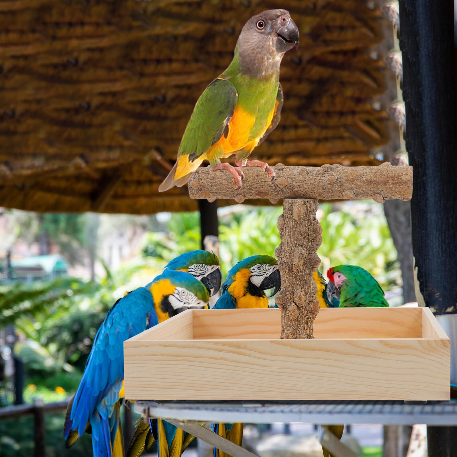 Toddmomy Perchoir pour Oiseaux Naturel Support pour Perroquets Et Oiseaux De Compagnie Accessoire De Et Entraînement