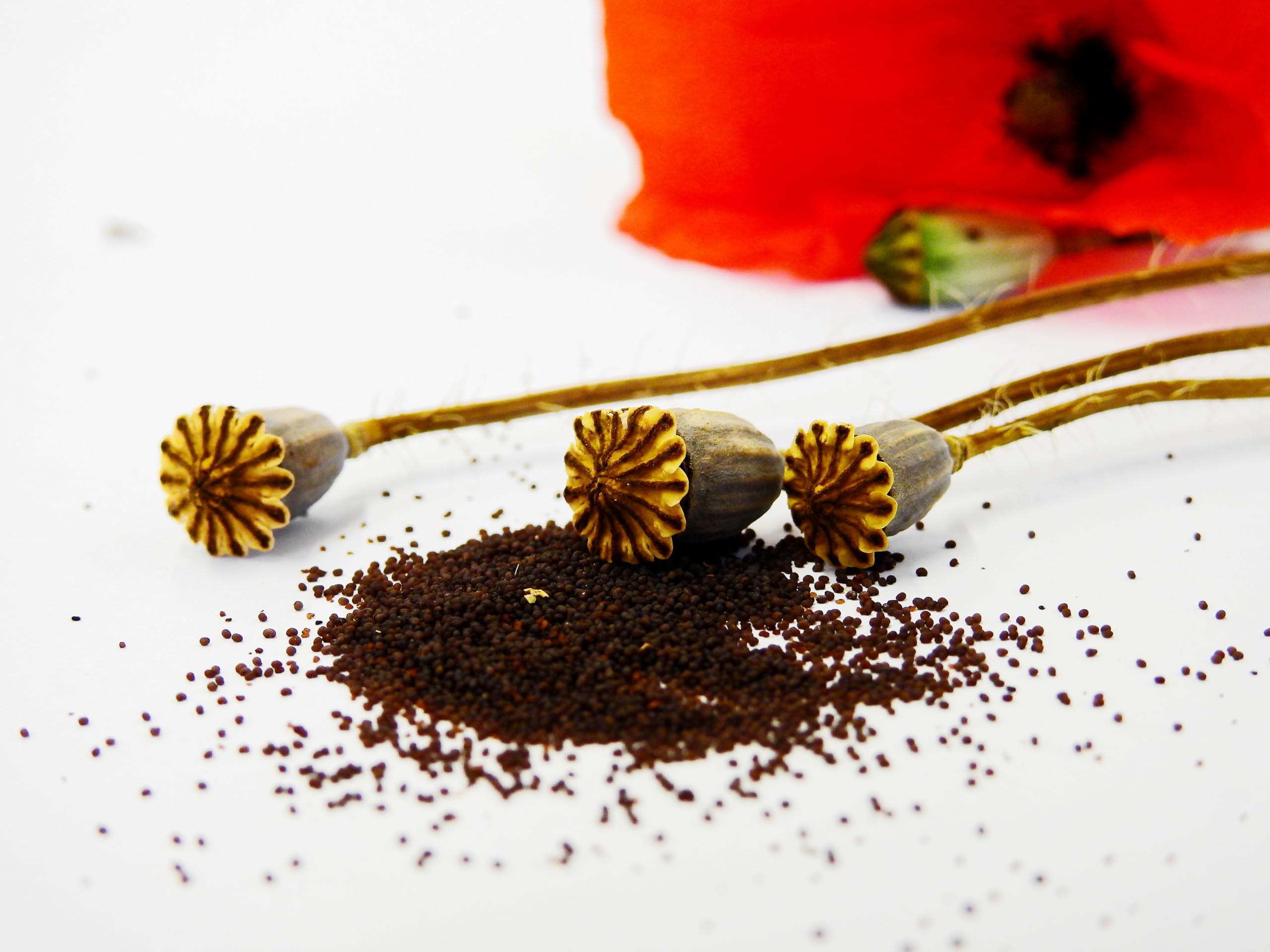 Klatschmohn (Papaver rhoeas) Samen. Heilpflanze (1000000 Samen = 100,0g)