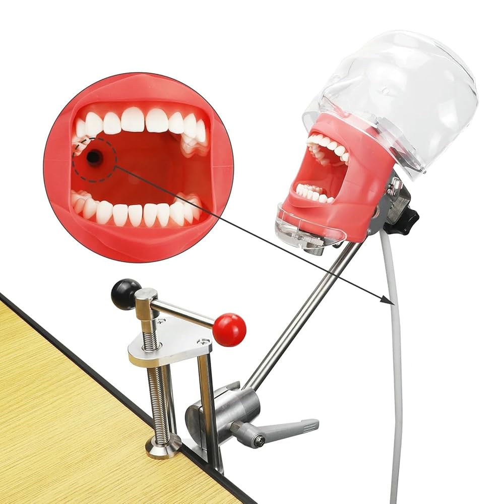 Amazon.co.jp: 歯科用シミュレーター モデル 歯の模型 歯科用