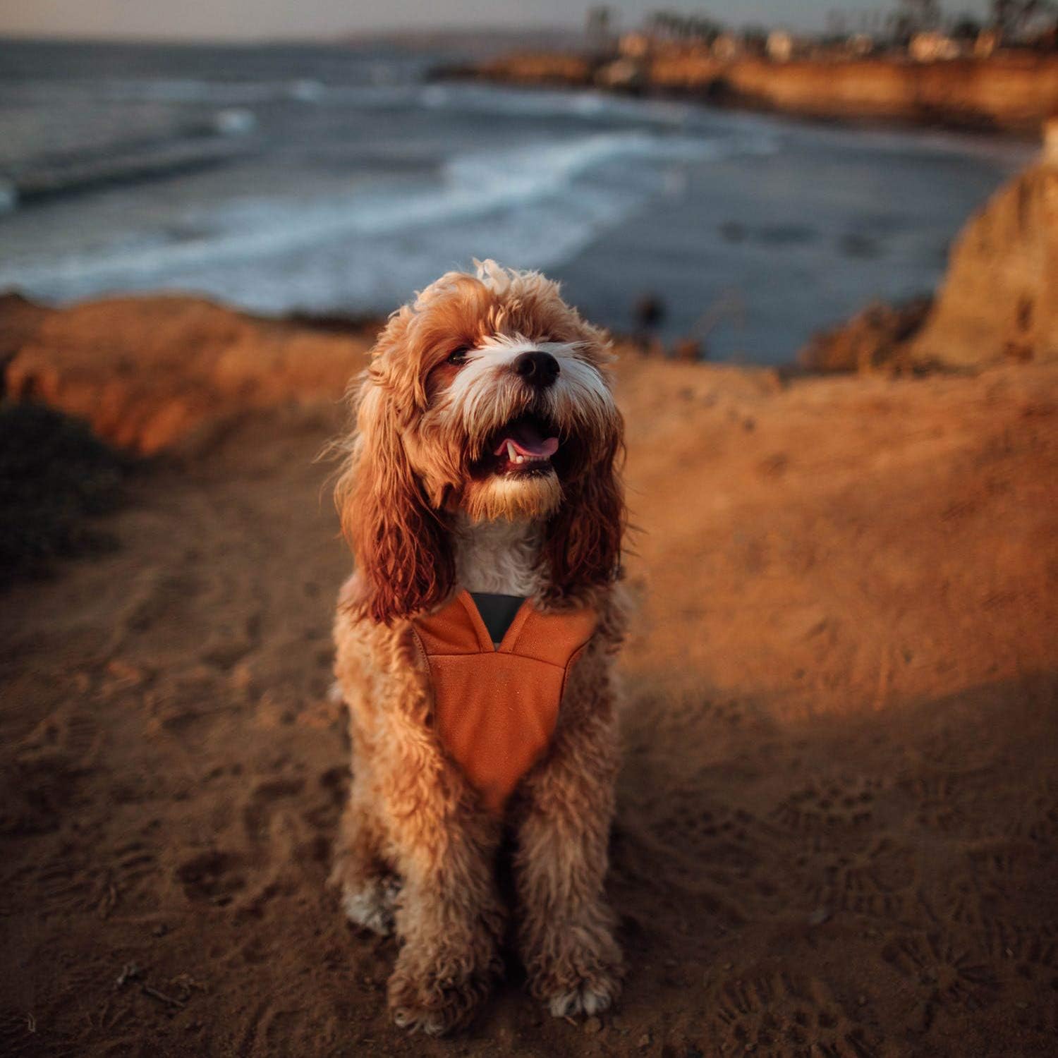 MIGOHI Canvas Dog Winter Coat, Waterproof Reflective Dog Jacket with Zipper Leash Hole, Adjustable Warm Dog Clothes for Small Medium Large Dogs, Orange 3XL : Pet Supplies