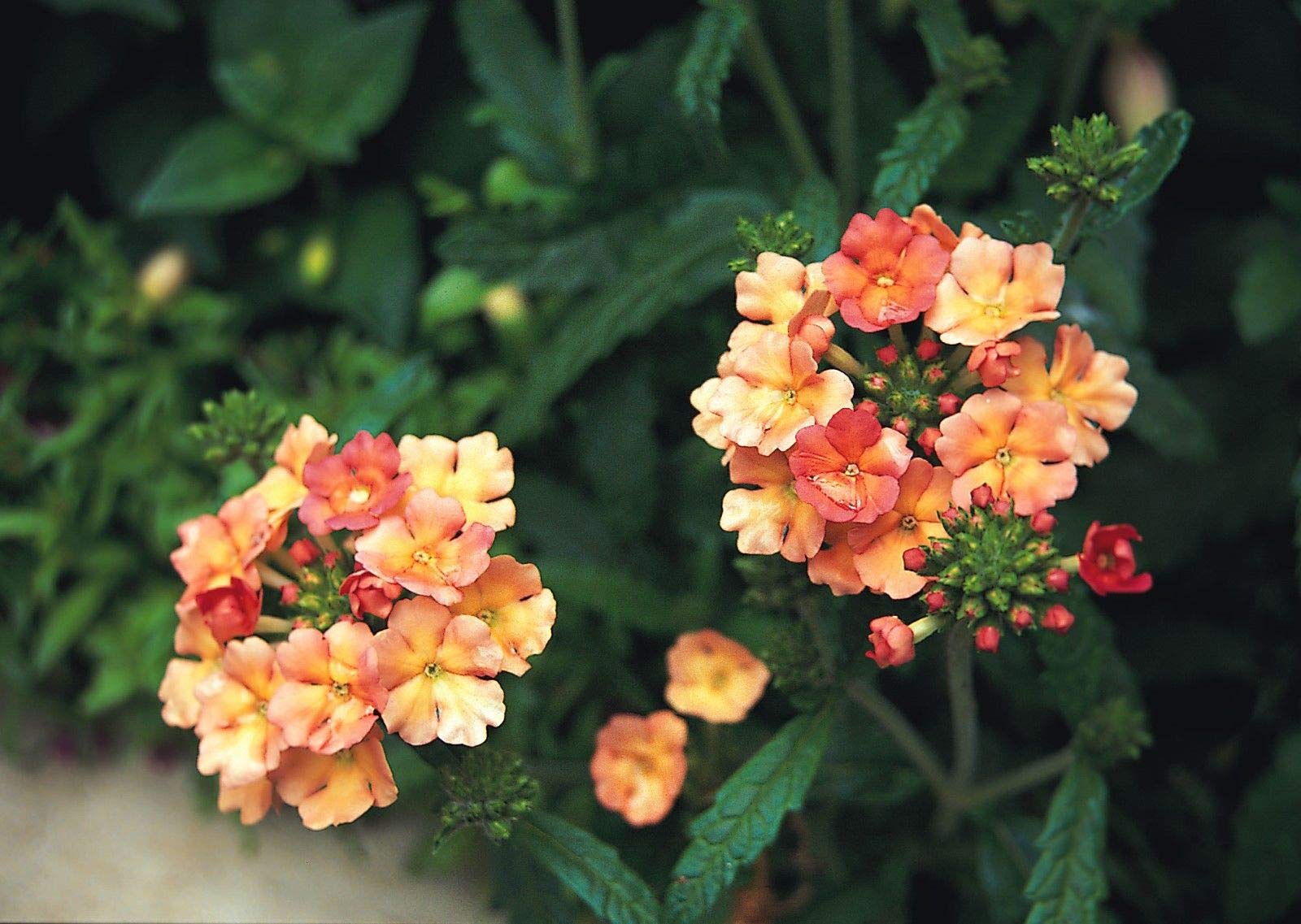 ScoutSeed Fairy Flower Seed Verbena Peaches and Cream Seed x 25 Seeds Bedding Plant