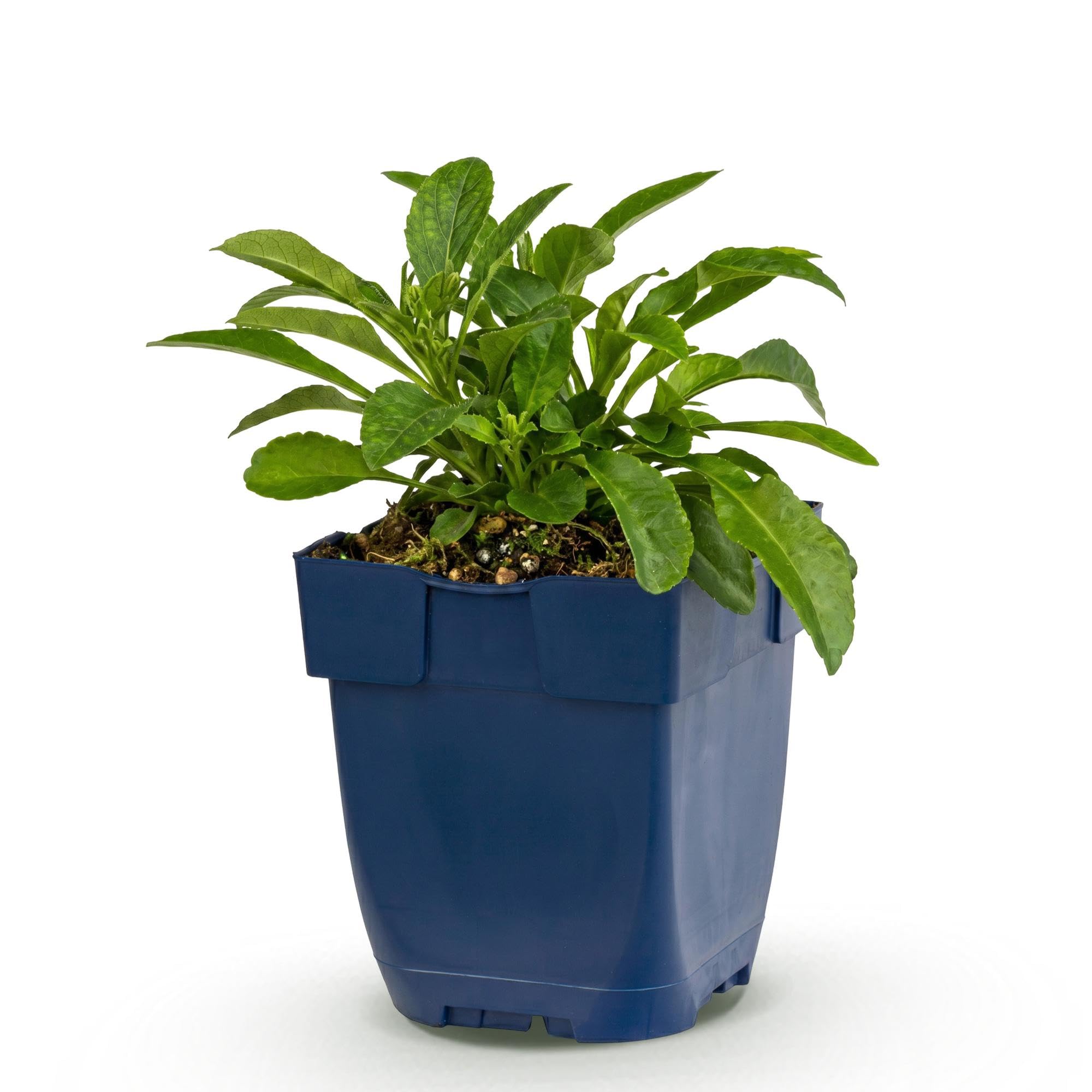 Pianta Perenne Campanula Persicifolia per Giardino, Blu, Vaso 11 cm