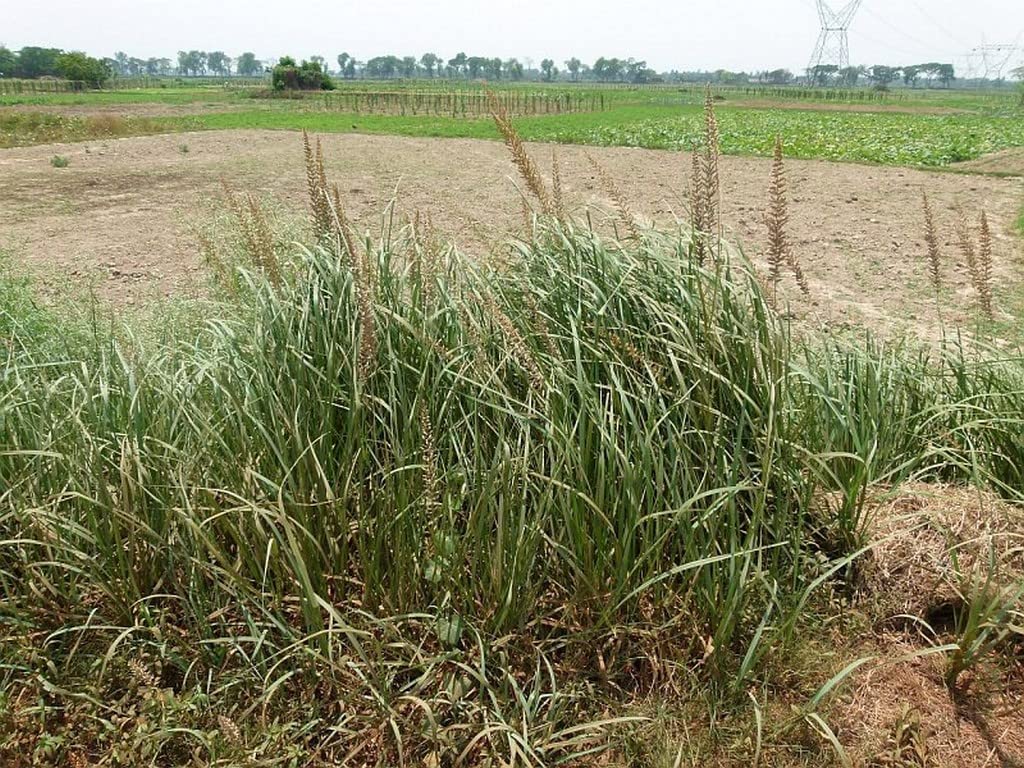 Buy Creative Farmer Darbha Grass (Desmostachya Bipinnat) Kusha