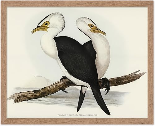 Miniatura 65 de Poster Master Póster vintage de colibríes, impresión de formas de arte retro en la naturaleza, arte de pájaros, regalo para él, ella y amante de los