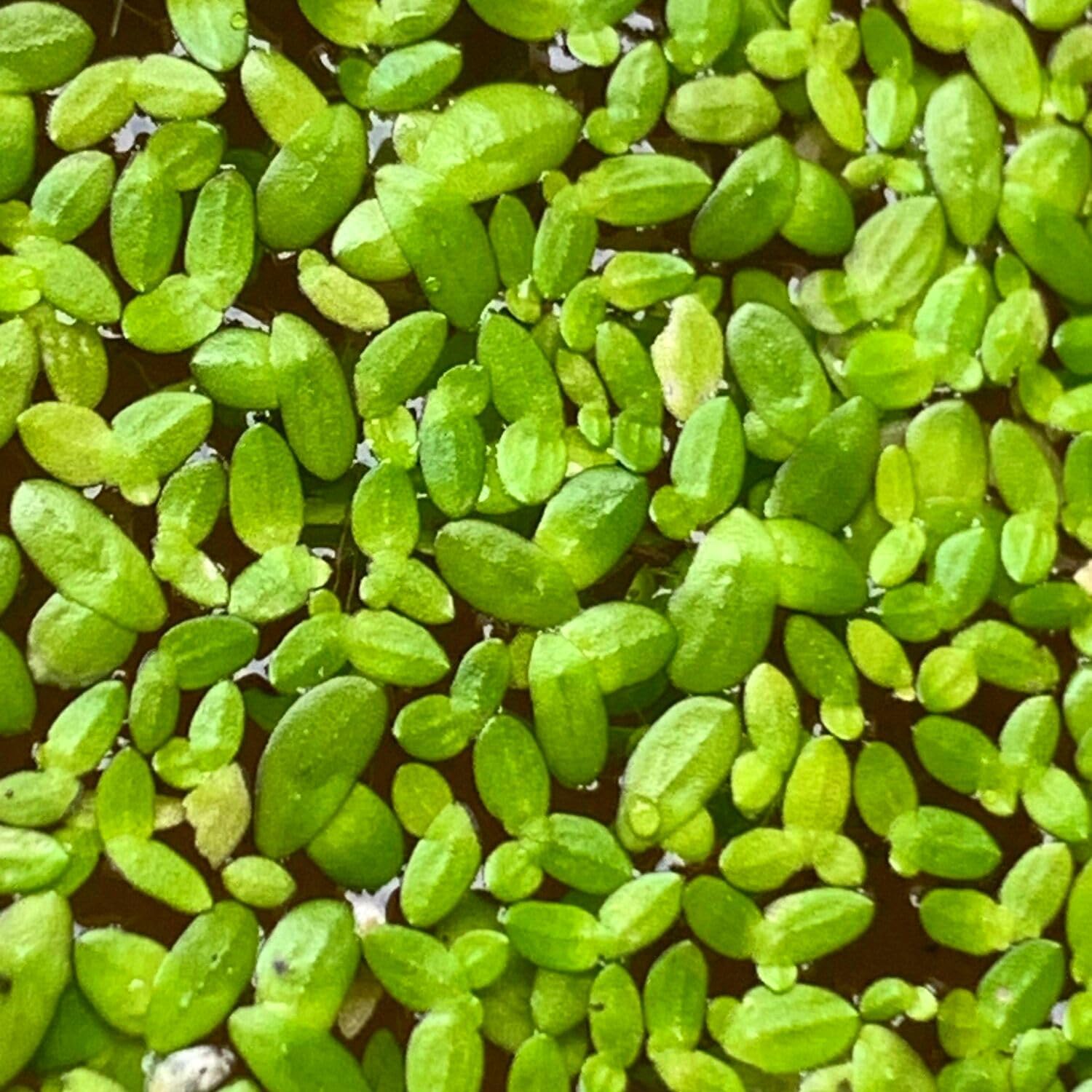 Duckweed Live Plants for Aquarium, 6000 Plants, Aquarium Plants Live, Aquatic Plant Live for Planting Pond, Duckweed Plants