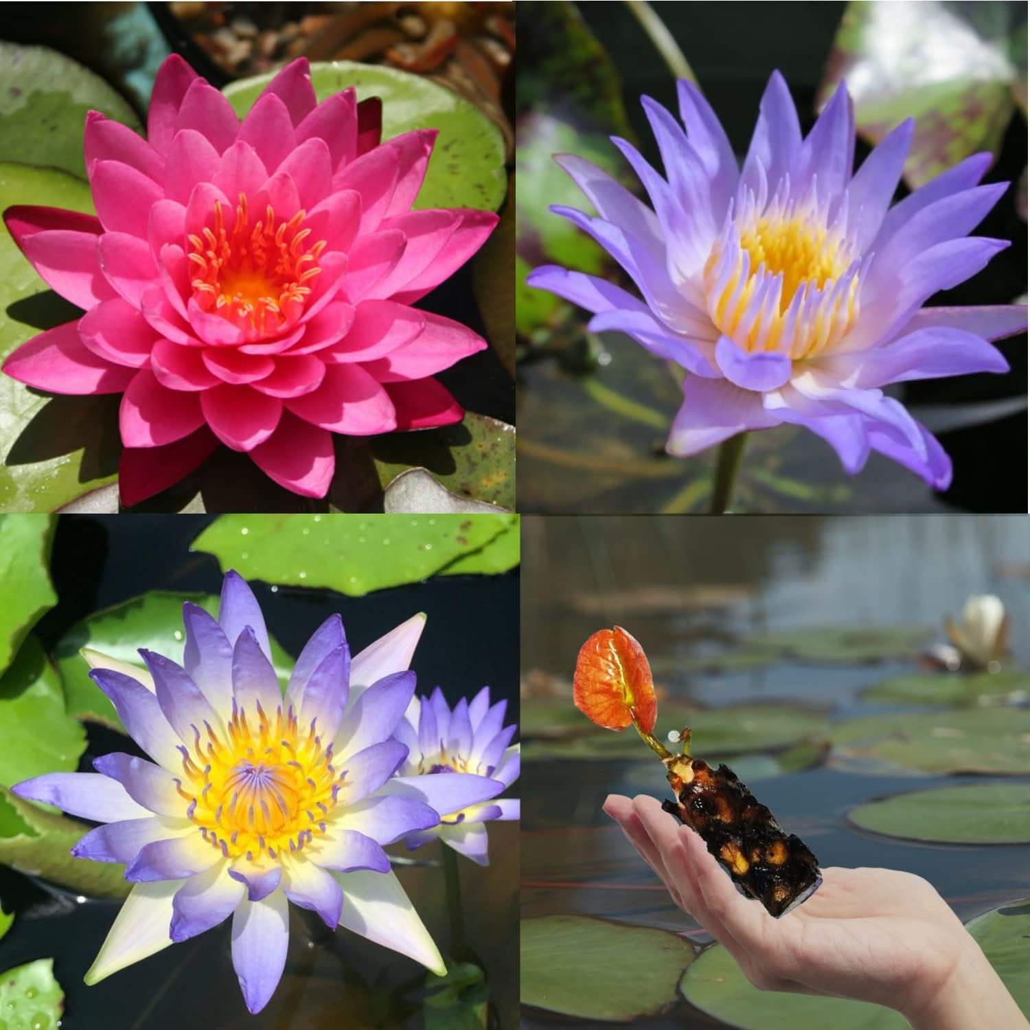 3 Pack Live Water Lily Tubers Freshwater Aquatic Plant Pond Garden Colorful by Greenpro