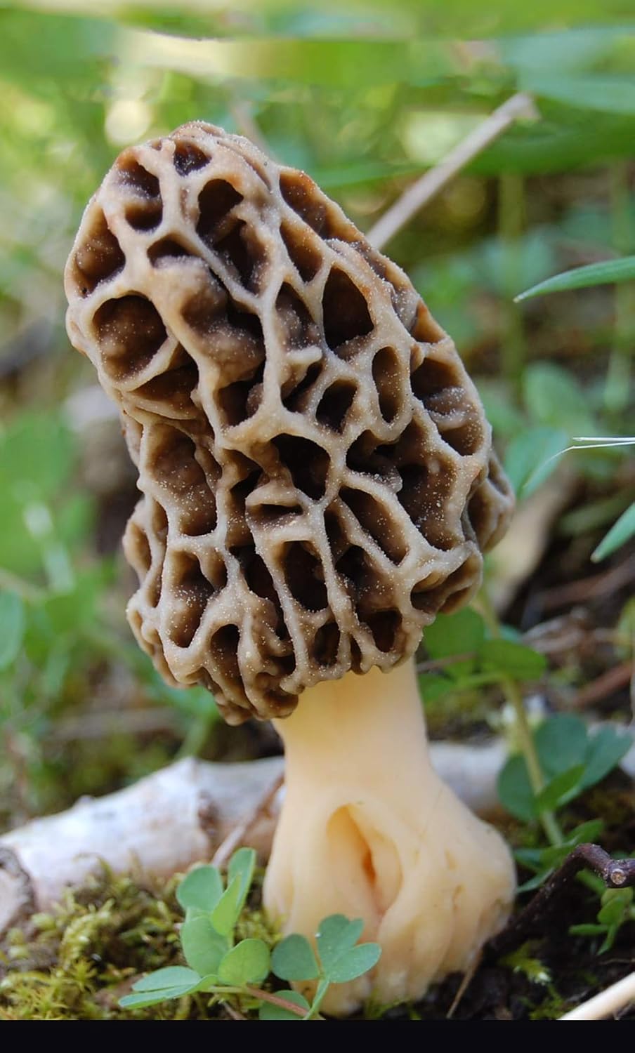 Mushrooms, Spawns & Kits 25 g Fresh YELLOW MOREL Morchella esculenta