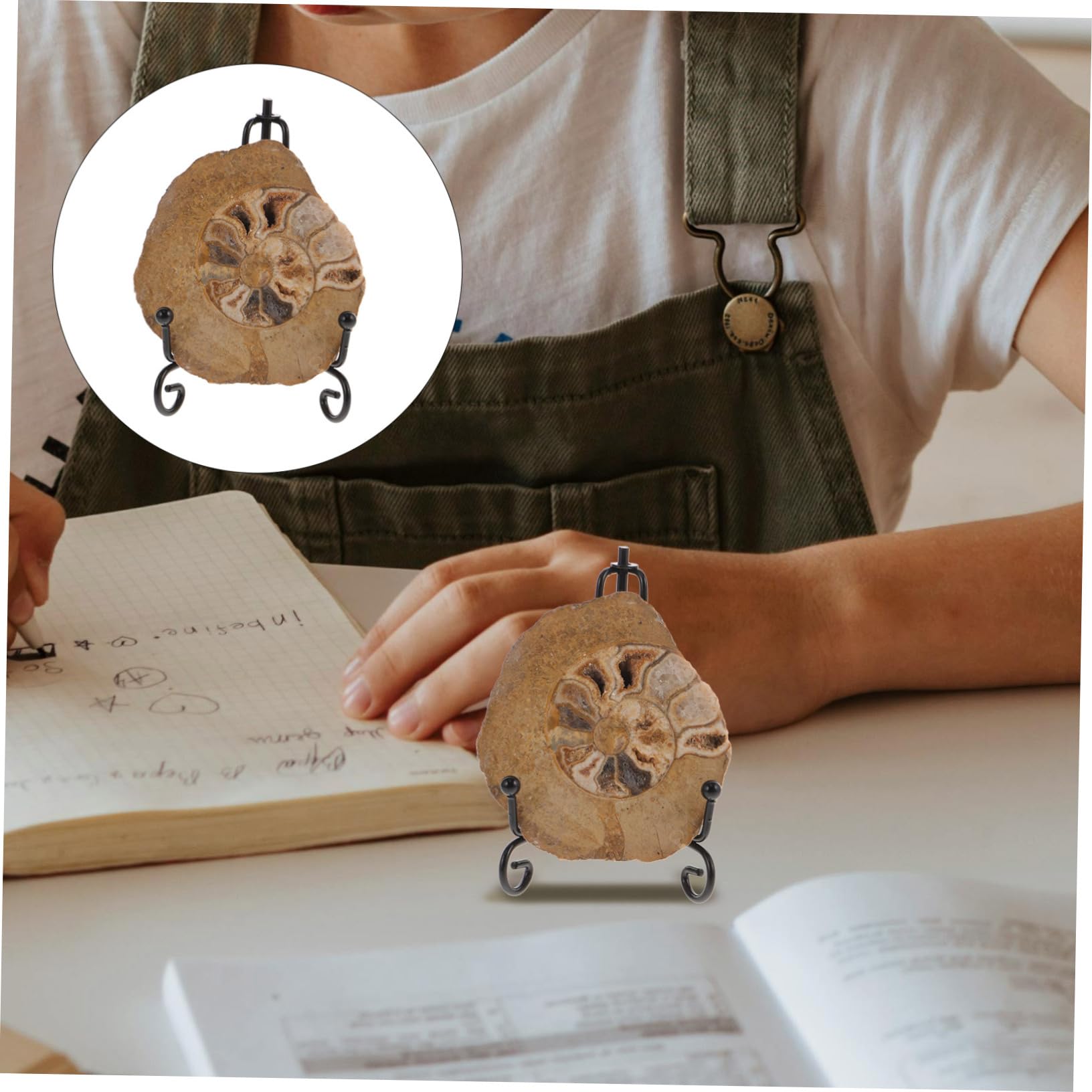 OKUMEYR Ammonite Ammonite Models for Decoration Ammonite Models for Collection Ammonite Models for Learning Ammonite Decor Ammonite Models Decoration Ammonite Models Ornament