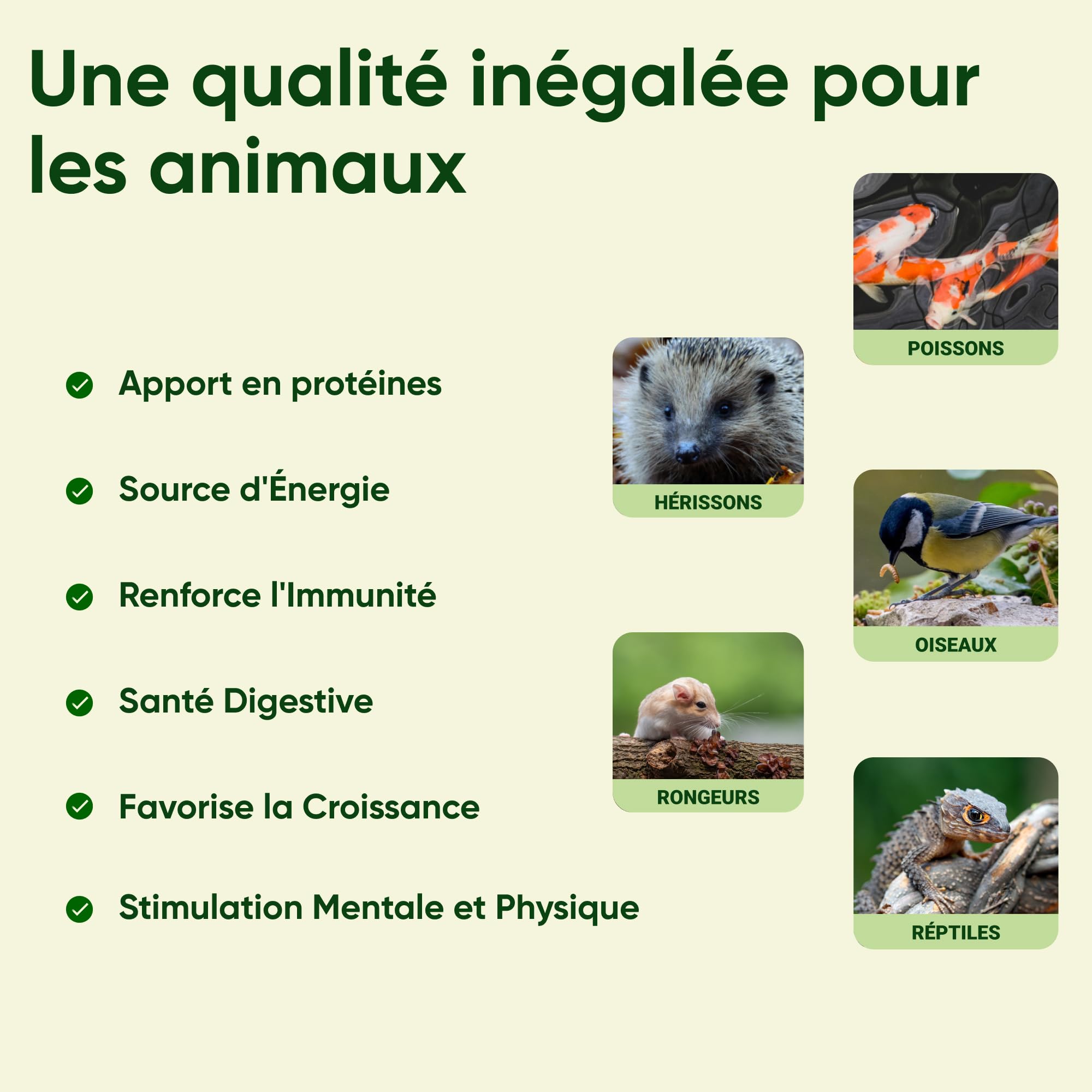 vers de Farine pour Poules 2kg - Élevés Et Séchés en France - Riche en Protéines 55% - Nourriture 100% Naturelle pour Oiseaux, Hamster et Reptiles - Complément Alimentaire Animaux