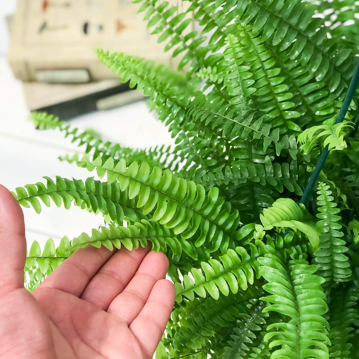 Amazon｜PLANCHU 観葉植物 ネフロレピス モンタナ 5号吊り鉢 育て方