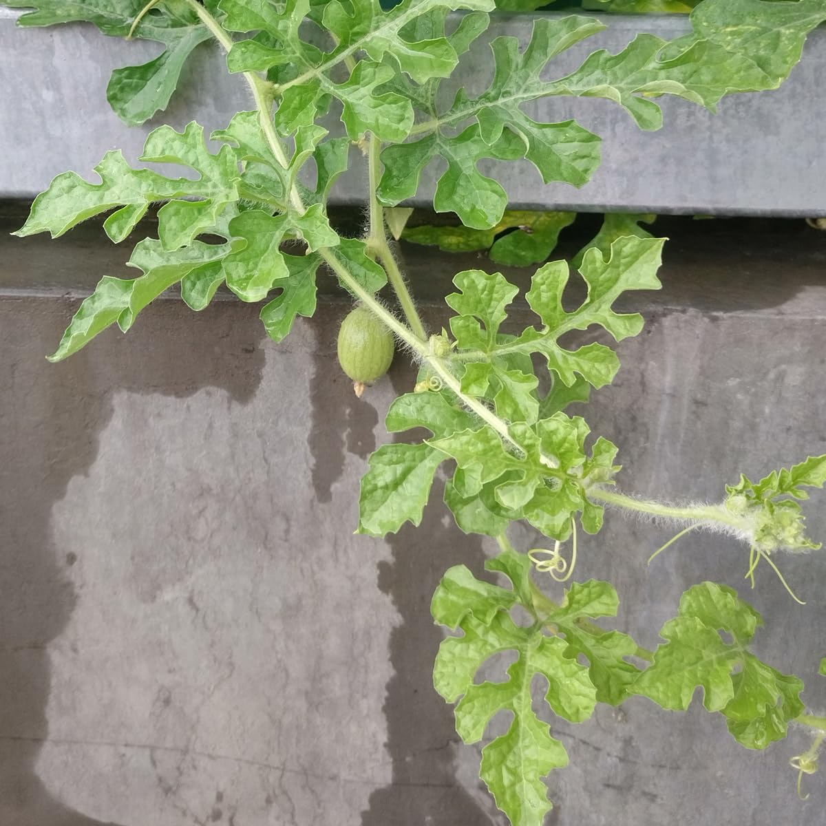 Arbuz 'Golden MIdget' (Citrullus lanatus) - ok. 5 nasion
