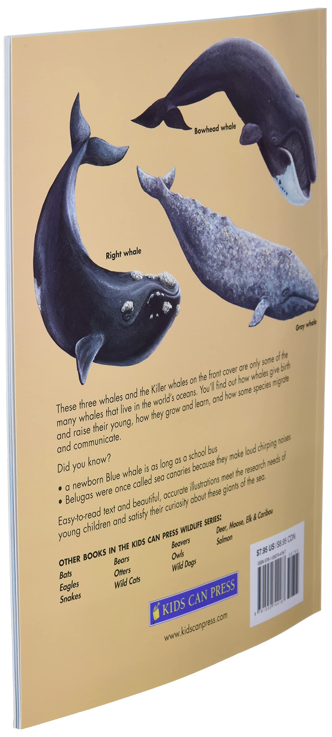 Whales: Killer Whales, Blue Whales and More (Kids Can Press Wildlife Series) - Image 4