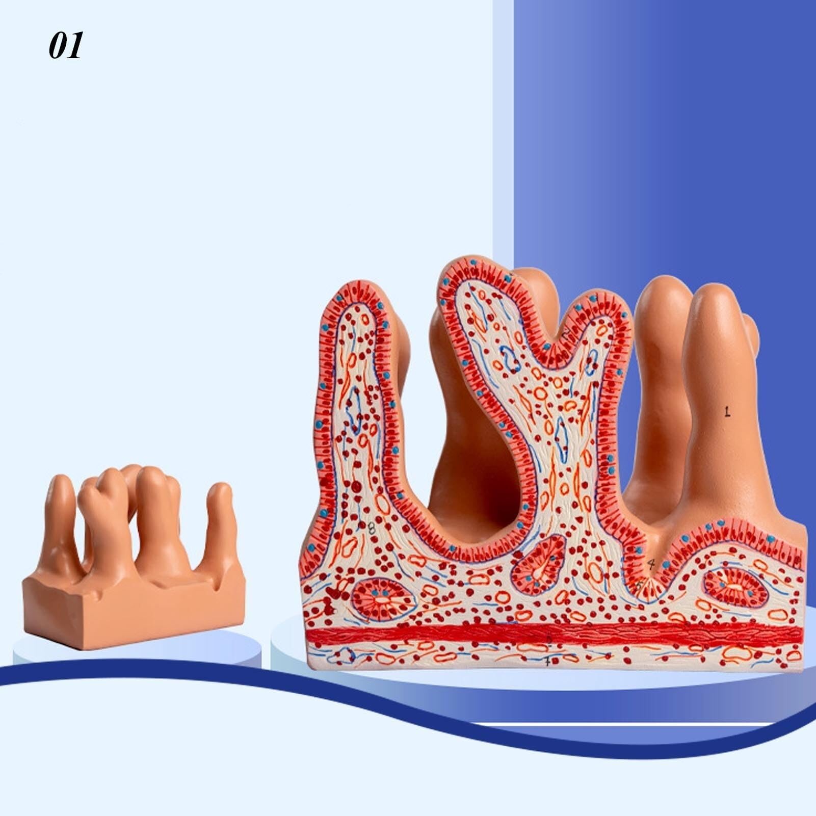 Human intestinal Villi Anatomical Model for Disease Research