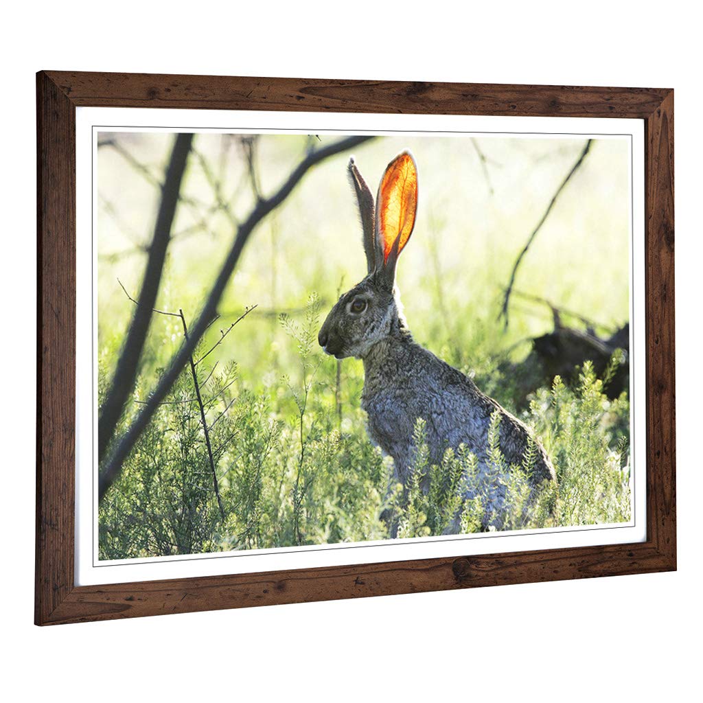 Big Box Art Framed Print of Hare in The Meadow Design | Wall Art Picture | Home Decor for Kitchen, Living, Dining Room, Lounge, Bedroom, Hallway, Office, Walnut, A2 / 24.5x18 Inch / 62x45cm