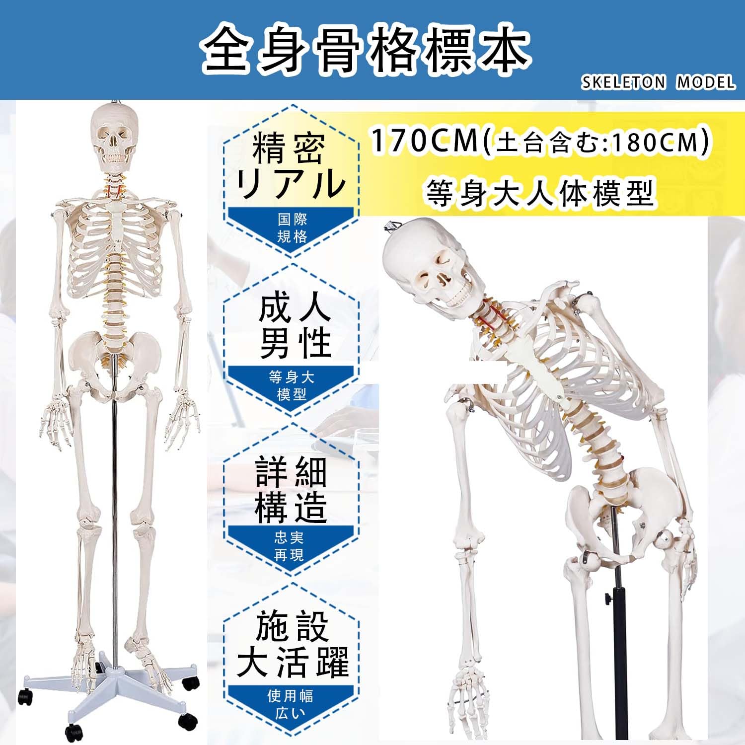 SUDOO 骨模型 全身 等身大 人体模型 170cm 骨格模型 高精度 神経根有り  