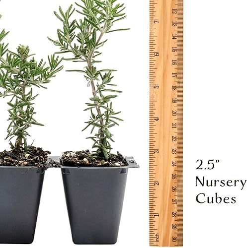 Miniatura 7 de 3 romero rastrero en cubos de vivero de 2.5 pulgadas (Rosmarinus officinalis 'Prostratus')  Hierba aromática de hoja perenne para jardines de rocas,
