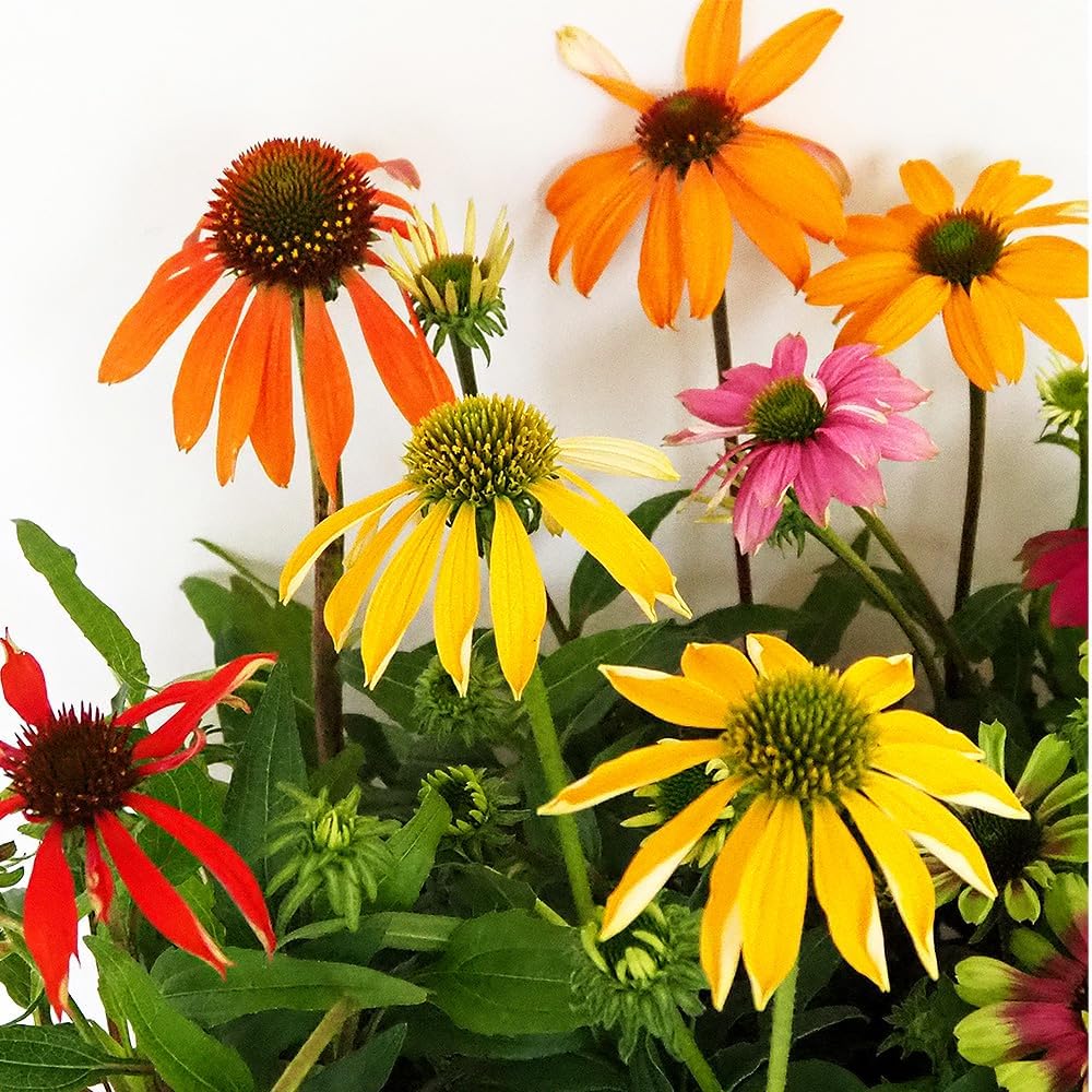 ozwrt 長谷川ナーセーリー ssサイズ フィギュア Dioscorea SS 2025年