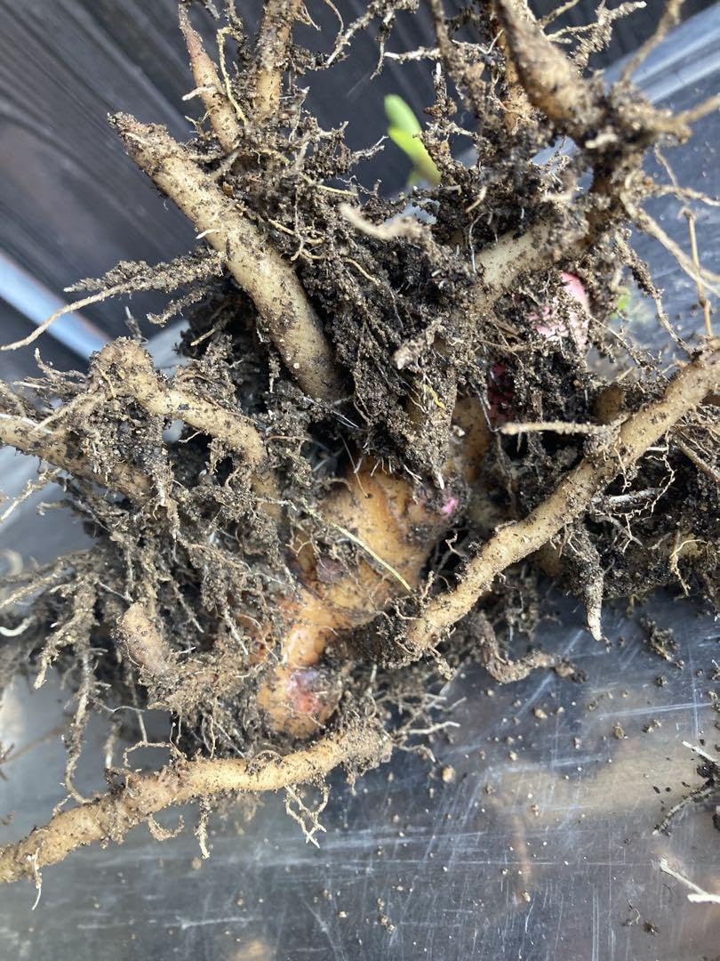 ジンジャーリリーの苗(根っこ) ジンジャーリリーの苗(根っこ) - メルカリ