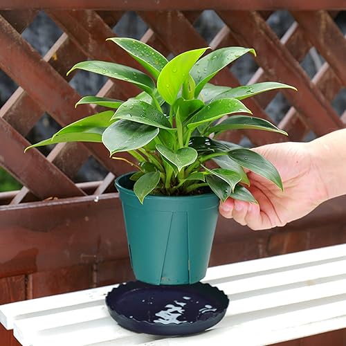 Miniatura 4 de 12 platillos para plantas, bandeja de plástico duradero para plantas de 6, 8, 10 pulgadas, platillos redondos negros, bandeja de goteo para jardín