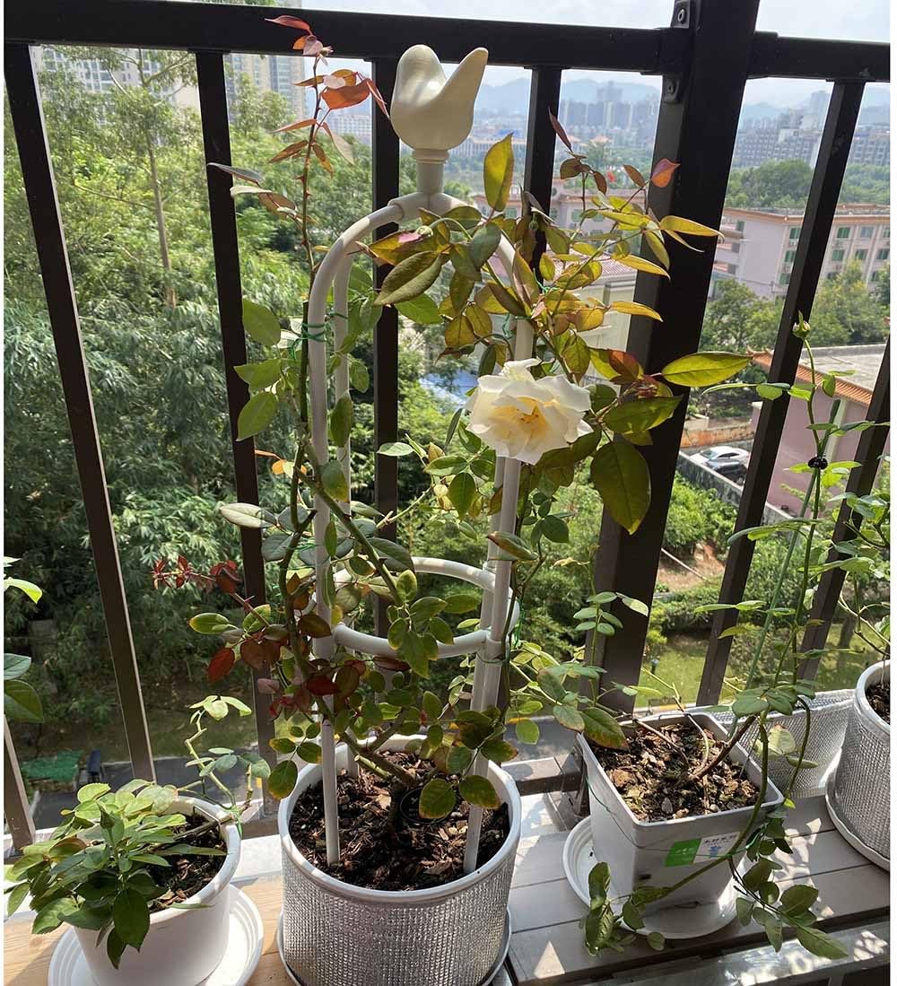 Generico Obelisco per Giardino Traliccio per Piante Rampicanti Colonna di Rose Supporto per Pomodori Cetrioli Altezza 65 Cm 85 Cm 115 Cm 145 Cm 165 Cm 175 Cm 205 Cm(Bianca,25x175cm)