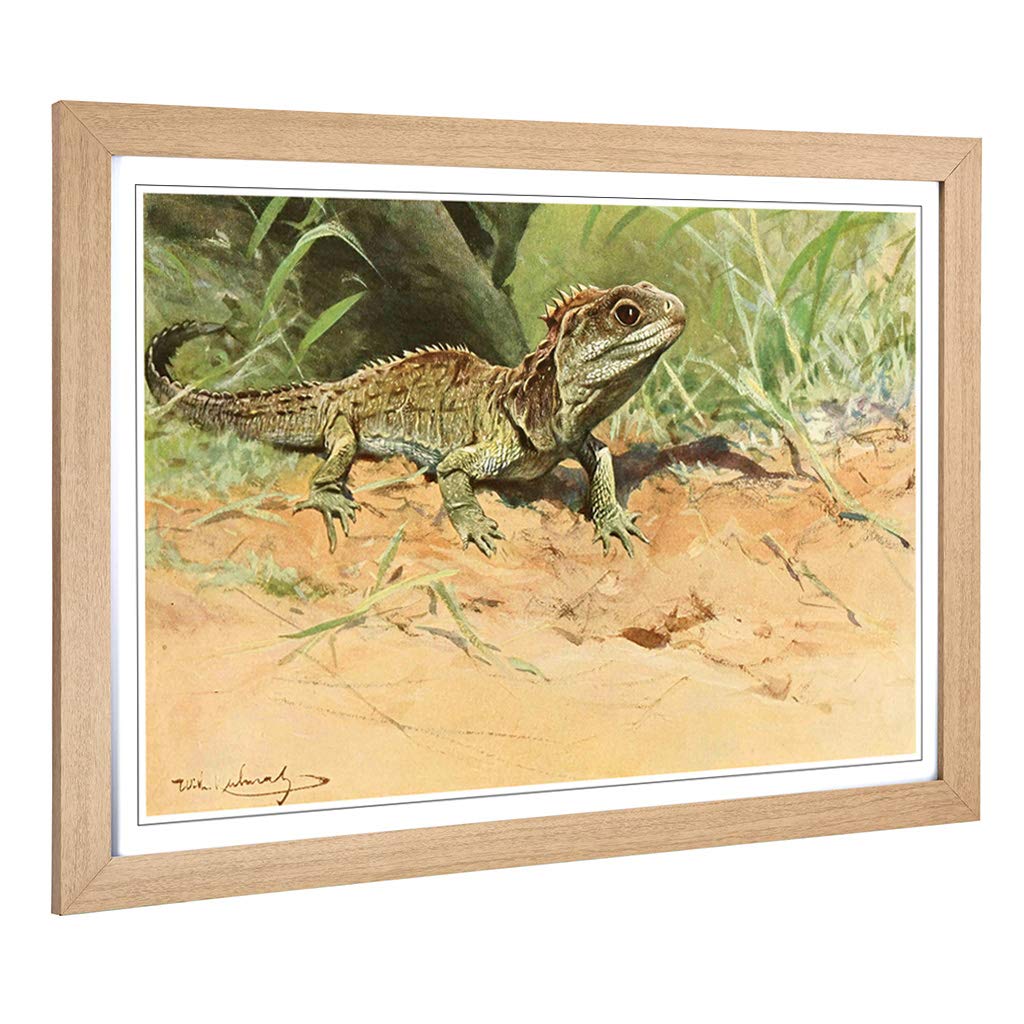 Big Box Art Framed Print of Vintage W Kuhnert Tuatara Lizard Design | Wall Art Picture | Home Decor for Kitchen, Living Room, Bedroom, Hallway, Oak, A2 / 24.5x18 Inch / 62x45cm