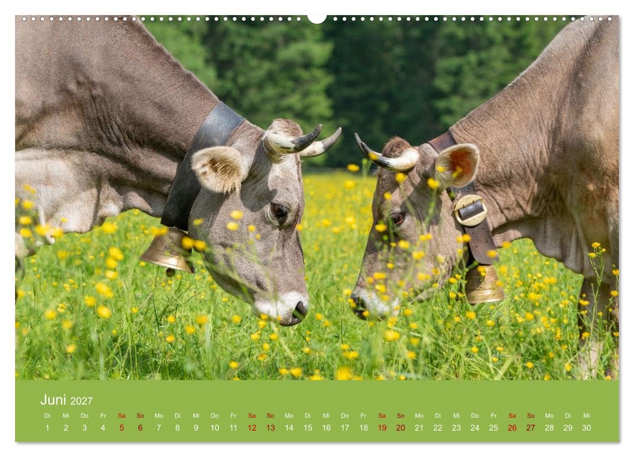 Allgäuer Rindvieh 2027 (hochwertiger Wandkalender 2027 DIN A2 quer), Kunstdruck in Hochglanz: Ein Kalender für alle Allgäu- und Kuhliebhaber. (CALVENDO Tiere)