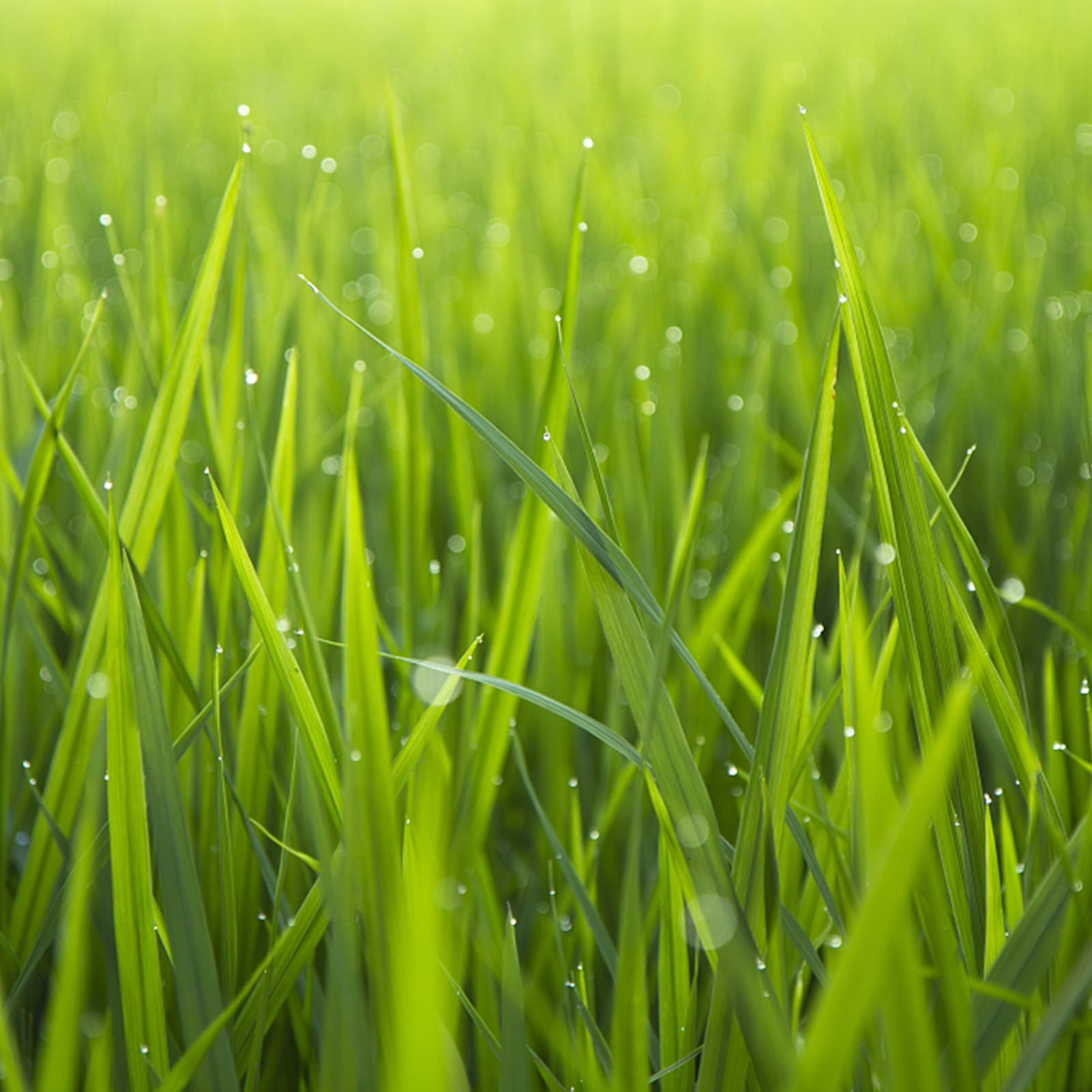 Foglio A6 In Carta Riciclata Con Semi Di Fiori Selvatici - GZ230310121 - Foto 7